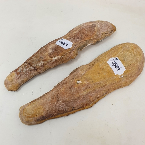 645 - A fossilized fish, from the Brazilian Santana formation, 22 cm