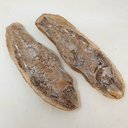 647 - A fossilized fish, from the Brazilian Santana formation, 21 cm wide