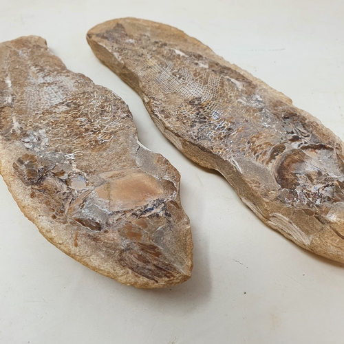 647 - A fossilized fish, from the Brazilian Santana formation, 21 cm wide