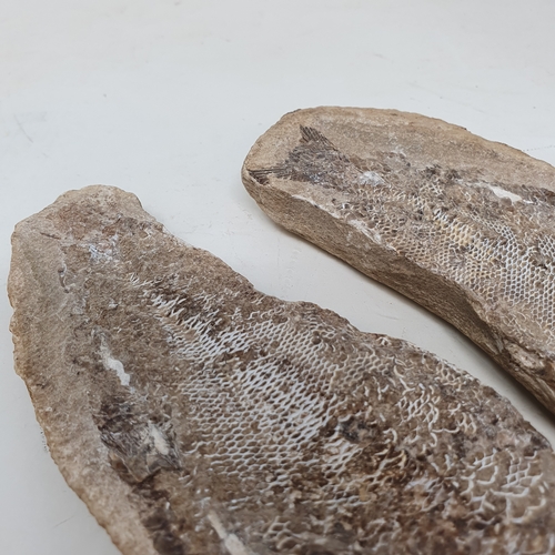 647 - A fossilized fish, from the Brazilian Santana formation, 21 cm wide