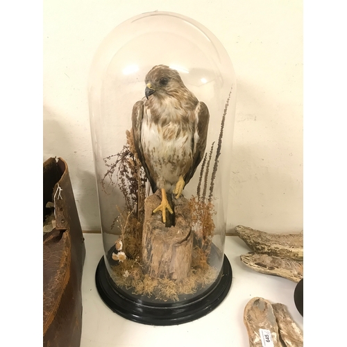 641 - Taxidermy: a buzzard perched on a log, under glass dome, 65 cm high