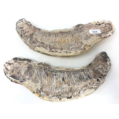 644 - A fossilized fish, from the Brazilian Santana formation, 37 cm