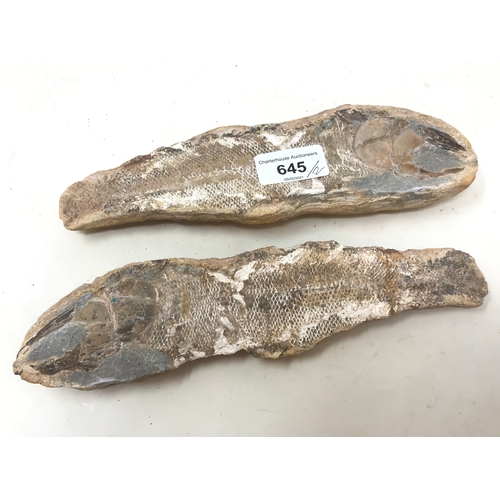 645 - A fossilized fish, from the Brazilian Santana formation, 22 cm