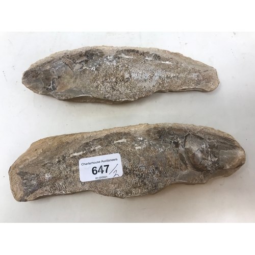 647 - A fossilized fish, from the Brazilian Santana formation, 21 cm wide