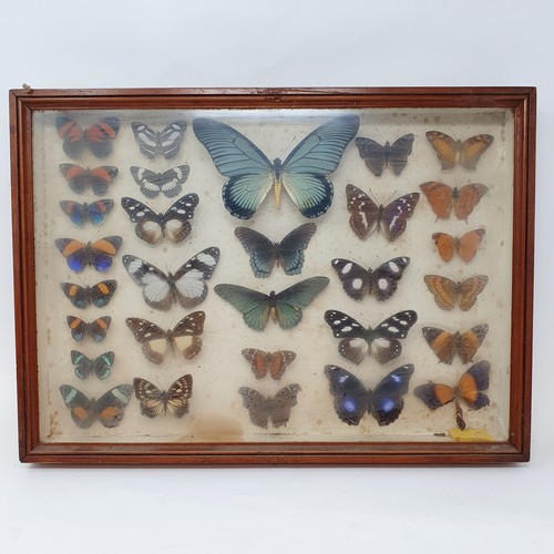 61 - Taxidermy: various mounted butterflies, in six frames (6)