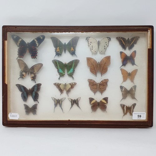 61 - Taxidermy: various mounted butterflies, in six frames (6)