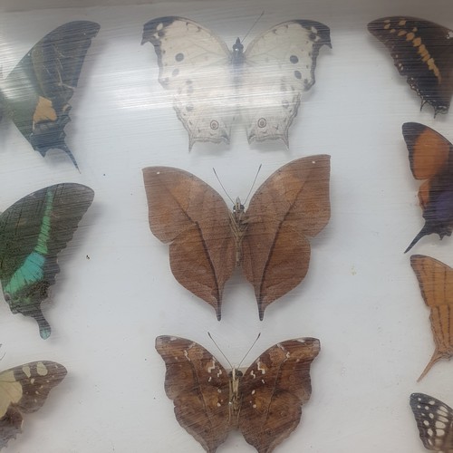 61 - Taxidermy: various mounted butterflies, in six frames (6)