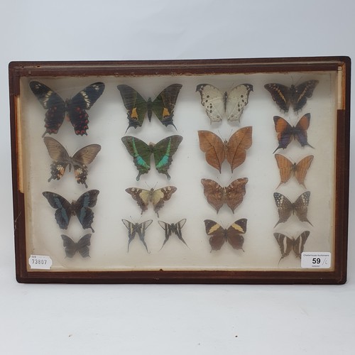 61 - Taxidermy: various mounted butterflies, in six frames (6)