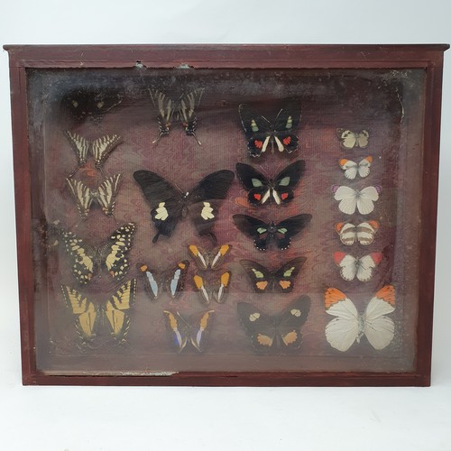 61 - Taxidermy: various mounted butterflies, in six frames (6)