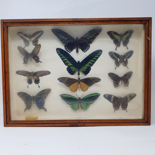 61 - Taxidermy: various mounted butterflies, in six frames (6)