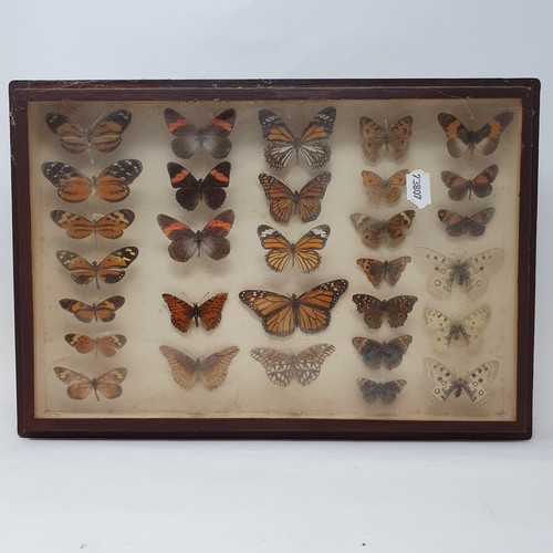 61 - Taxidermy: various mounted butterflies, in six frames (6)