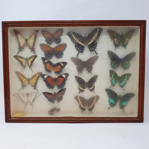 61 - Taxidermy: various mounted butterflies, in six frames (6)