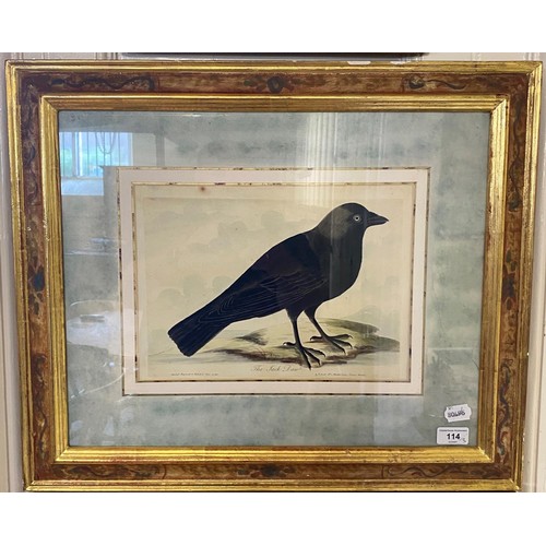 114 - A print of two fish, 25 x 40 cm, a print of a jackdaw, 23 x 32 cm, and a crow (3)