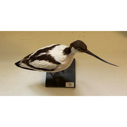 70 - Taxidermy: An Avocet, mounted on a stand, 33.5 cm high