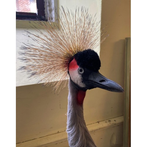 72 - Taxidermy: An African Crowned Crane, 105 cm high (overall)