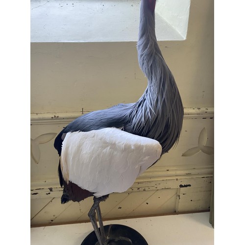 72 - Taxidermy: An African Crowned Crane, 105 cm high (overall)