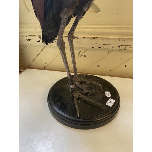 72 - Taxidermy: An African Crowned Crane, 105 cm high (overall)