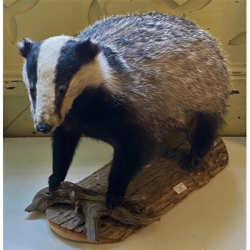 73 - Taxidermy:  A Badger, standing on bark, 47 cm high