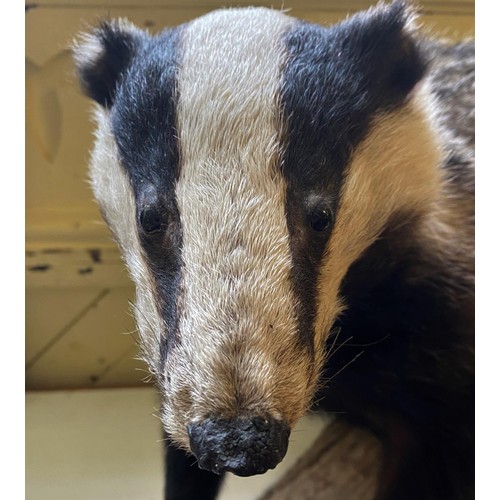 73 - Taxidermy:  A Badger, standing on bark, 47 cm high