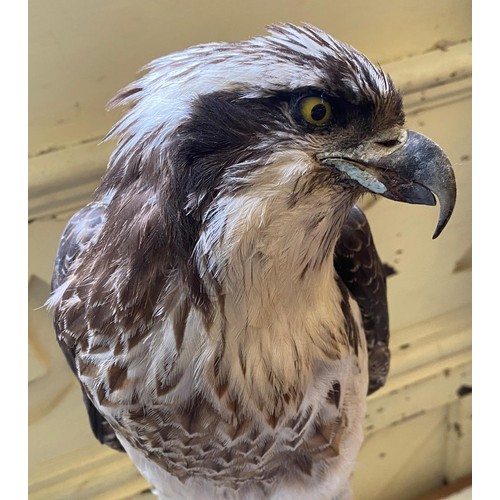 75 - Taxidermy: A Osprey perched on a T bar, the base with pietre dure inlaid decoration, 65 cm high (ove... 