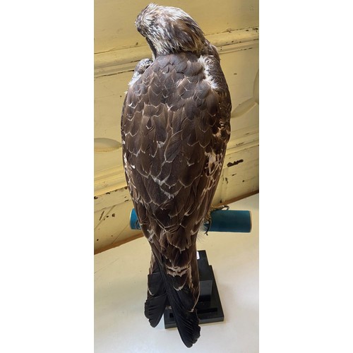 75 - Taxidermy: A Osprey perched on a T bar, the base with pietre dure inlaid decoration, 65 cm high (ove... 