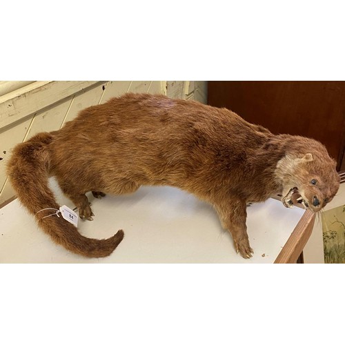 84 - Taxidermy: A Snarling Otter, standing on its hind legs, 58 cm high