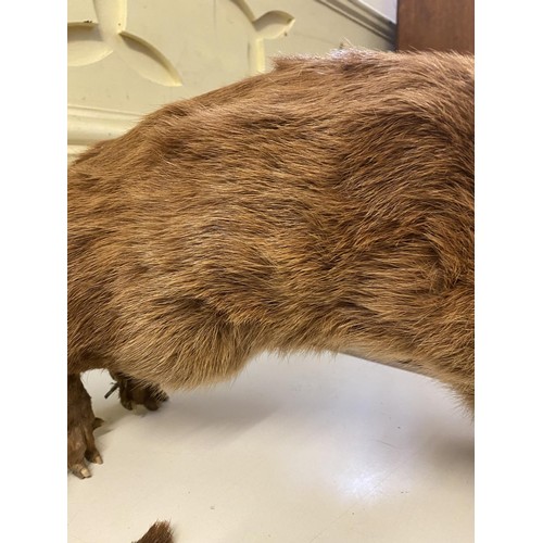 84 - Taxidermy: A Snarling Otter, standing on its hind legs, 58 cm high