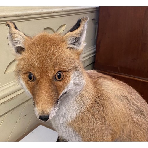 85 - Taxidermy: A Fox, sitting on a log, 55 cm high