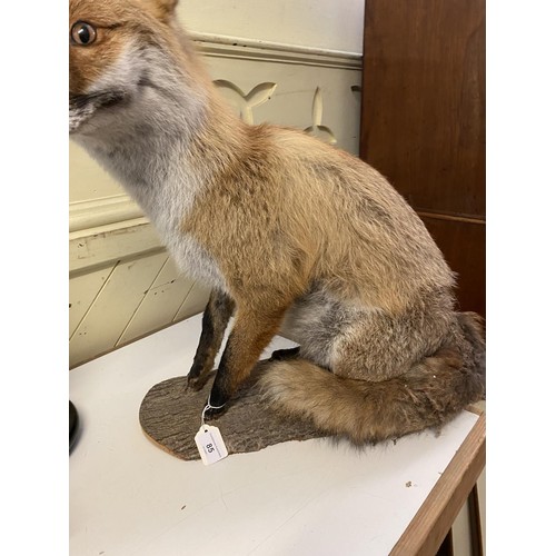 85 - Taxidermy: A Fox, sitting on a log, 55 cm high