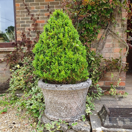 6 - A reconstituted stone garden planter, with basket weave decoration, 41 cm high, with a box tree...