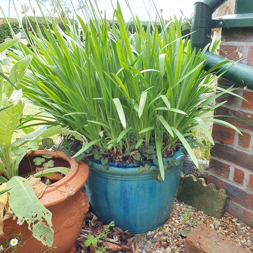 81 - A small stone trough, 30 cm wide, and a blue glazed garden pot, planted with agapanthus (2)