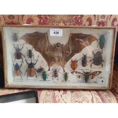 438 - Taxidermy: A case with a bat and bugs, 20.5 x 36 cm, and a case of bugs, 19 x 24 cm, and a case of b... 