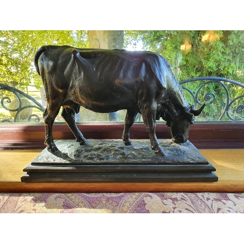 493 - A bronzed figure of a cow grazing, on a plinth base, 39 cm wide