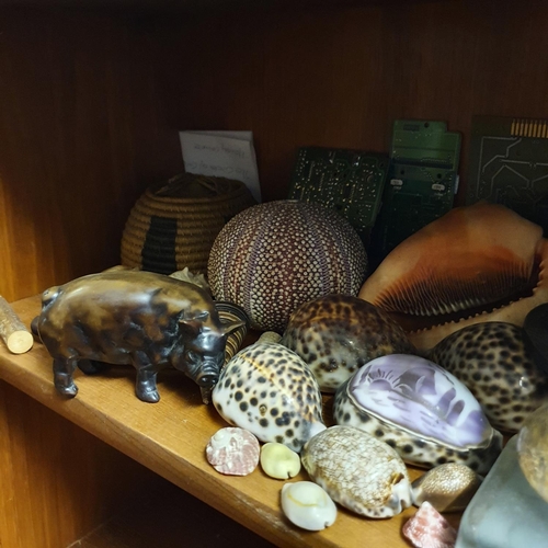 677 - Various shells, and other items (fourth shelf down on the lounge unit)