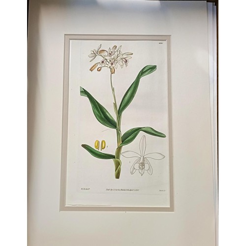 219 - A group of 42 19th century hand coloured botanical prints, with mounts but unframed (box)