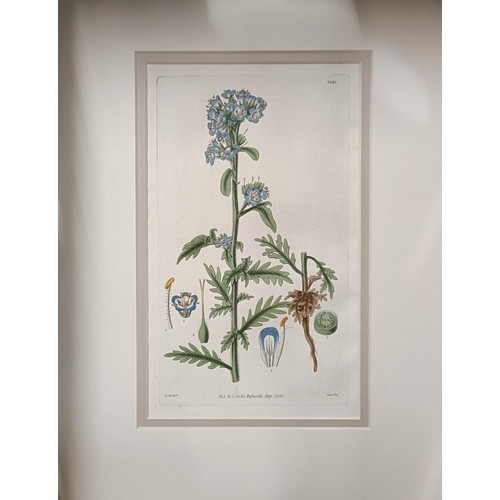 219 - A group of 42 19th century hand coloured botanical prints, with mounts but unframed (box)