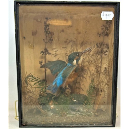 251 - Taxidermy: A kingfisher, in a glazed case, and two pairs of binoculars