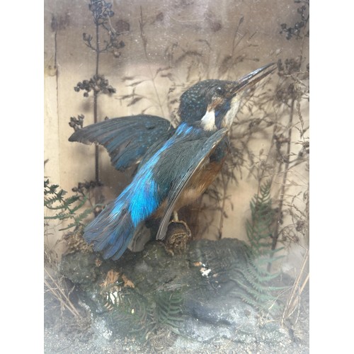 251 - Taxidermy: A kingfisher, in a glazed case, and two pairs of binoculars