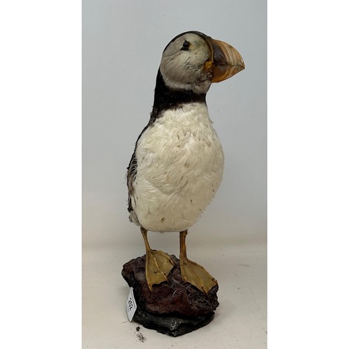 252 - Taxidermy: A puffin, 33 cm