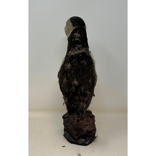 252 - Taxidermy: A puffin, 33 cm