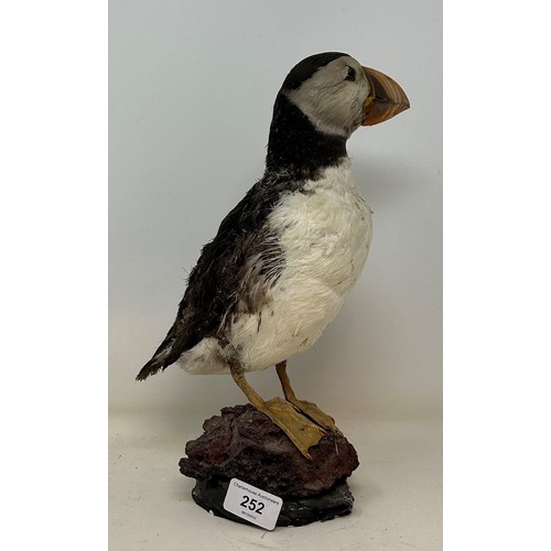 252 - Taxidermy: A puffin, 33 cm