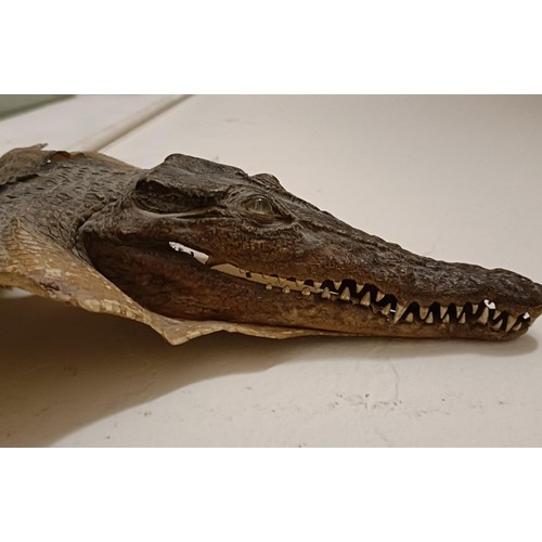 233 - Taxidermy: A crocodile skin, 125 cm