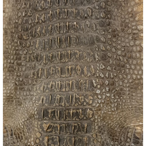 233 - Taxidermy: A crocodile skin, 125 cm