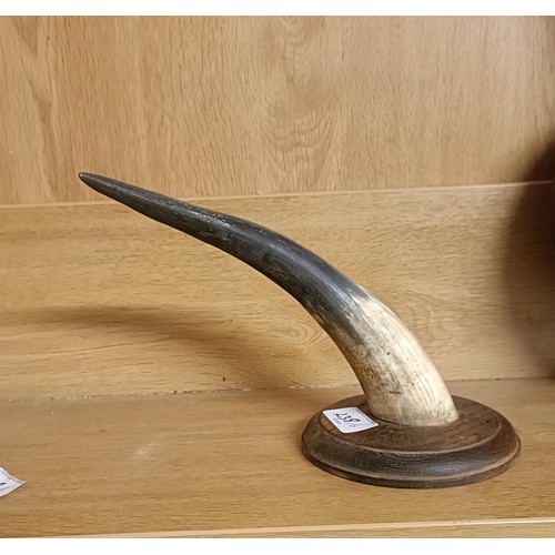 238 - A mounted pair of antlers, 36 cm wide, a deer stalker cap, three other caps, and a mounted horn (6)