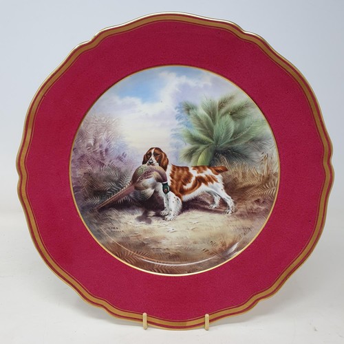 1128 - A Copeland Spode cabinet plate, decorated a Welsh Springer Spaniel, signed A Gaskell, within a puce ... 