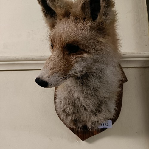 1150 - Taxidermy:  A fox head, on an oak mount, 34 cm high