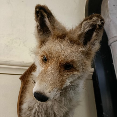 1150 - Taxidermy:  A fox head, on an oak mount, 34 cm high