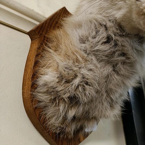 1150 - Taxidermy:  A fox head, on an oak mount, 34 cm high