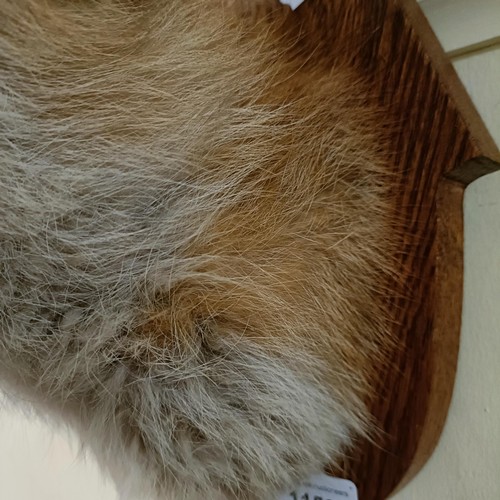 1150 - Taxidermy:  A fox head, on an oak mount, 34 cm high