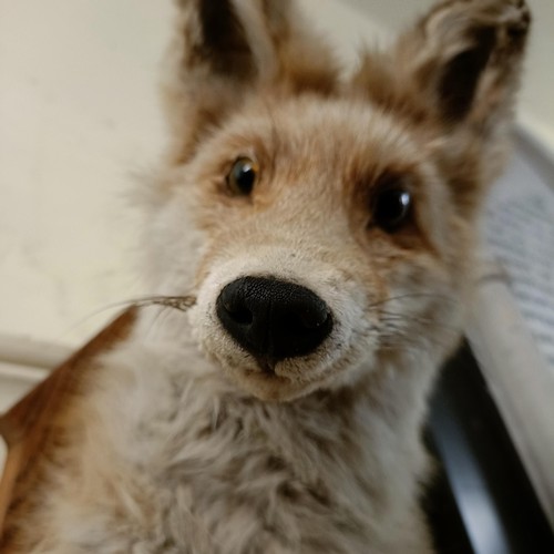 1150 - Taxidermy:  A fox head, on an oak mount, 34 cm high